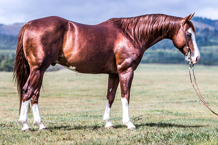 Coast Performance Horses: Home of Cats Picasso | Pedigree